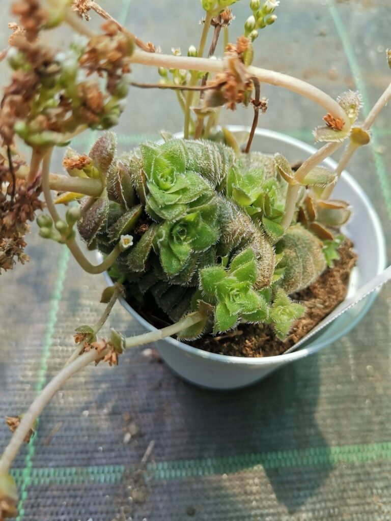 Crassula Setulosa