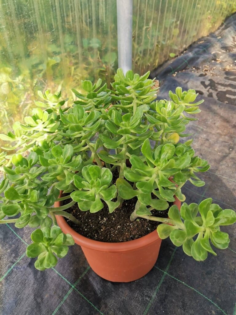 Crassula sp ad alberello big