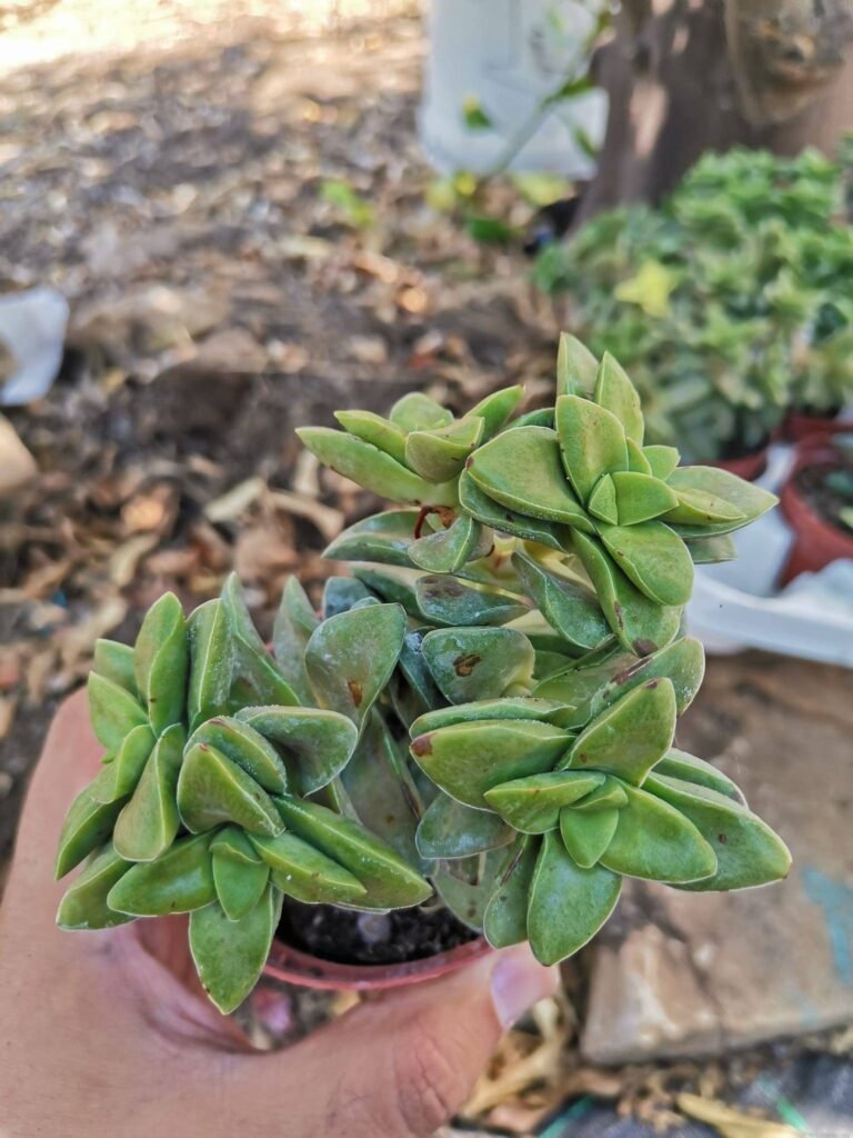 Crassula Springtime