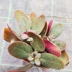 Crassula Streyi