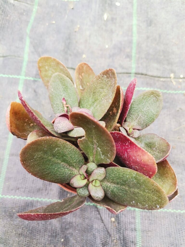 Crassula Streyi