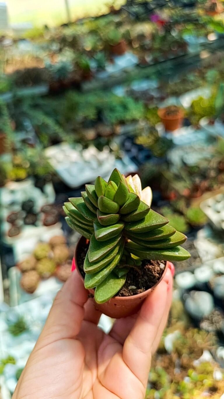 Crassula Talisman