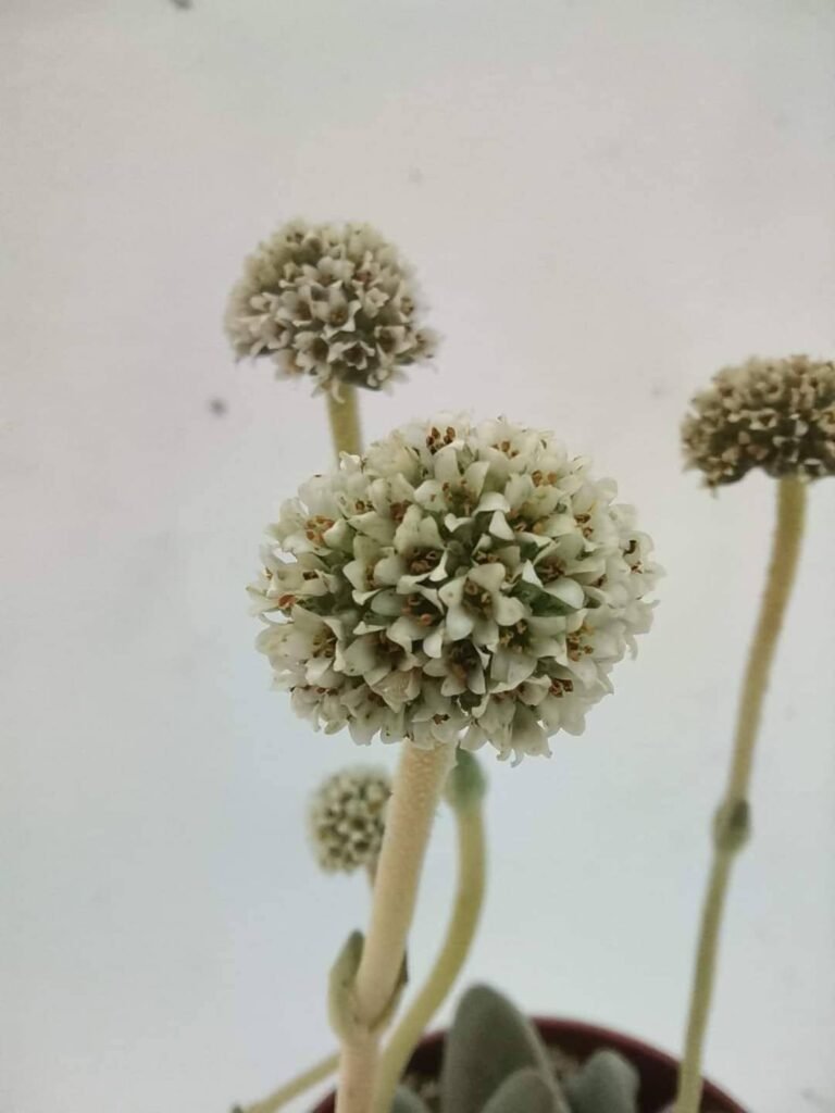 Crassula Tecta