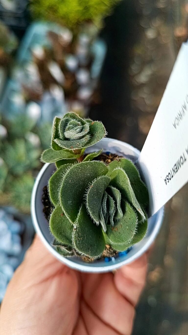 Crassula tomentosa