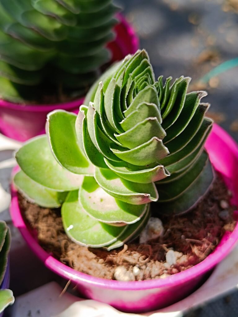 Crassula Capitella cv Turrita