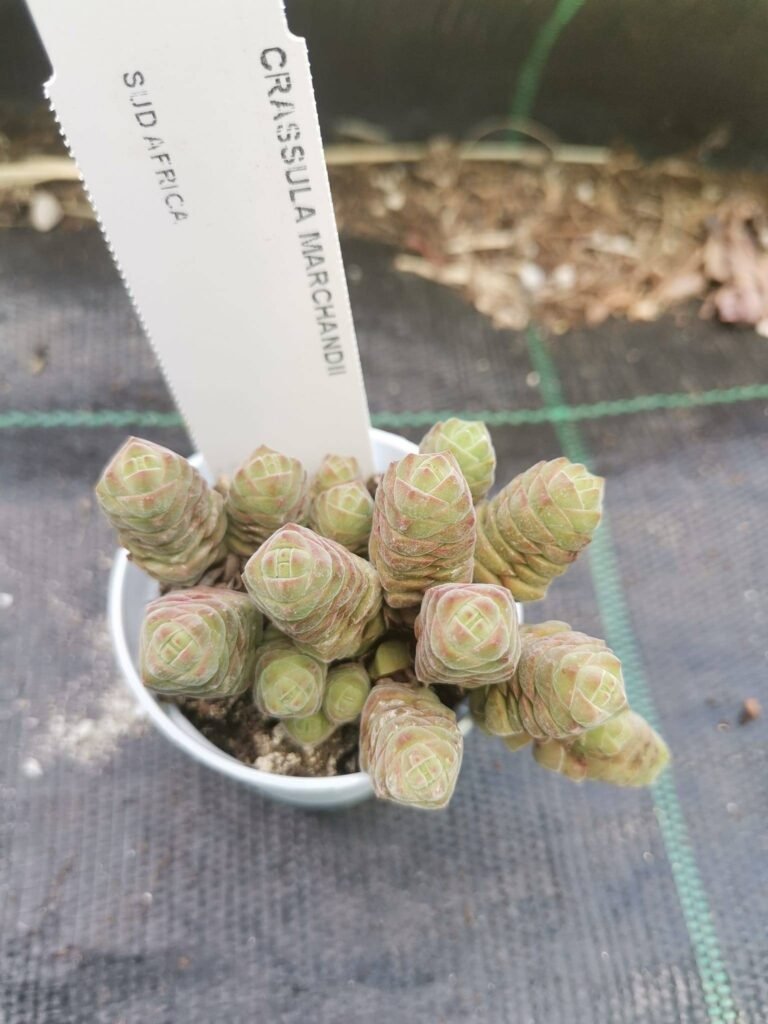 Crassula x Marchandii