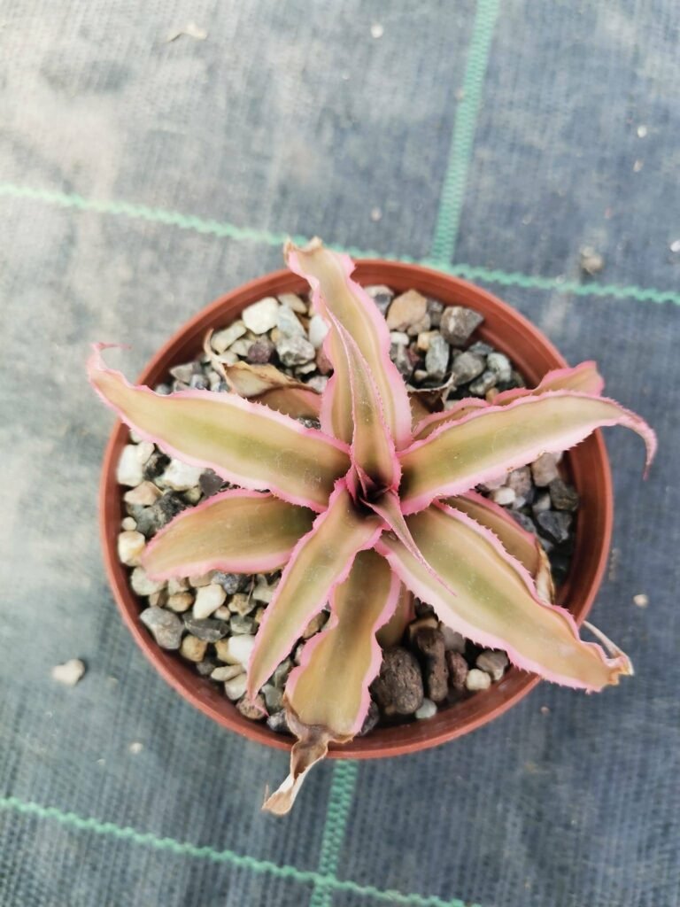Cryptanthus Bivittatus cv Pink Star