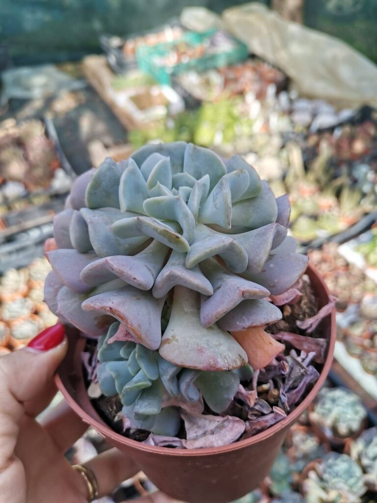 Echeveria Cubic Frost