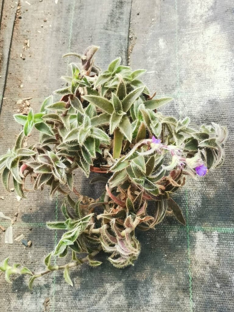 Cyanotis Somaliensis