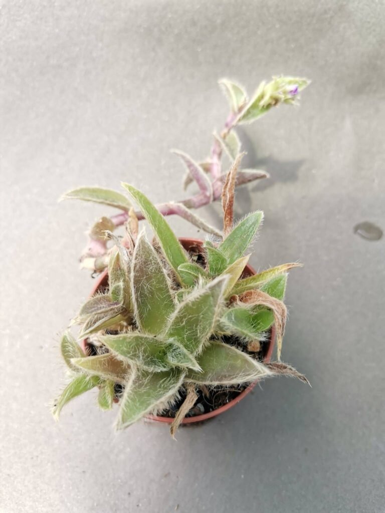 Cyanotis Somaliensis
