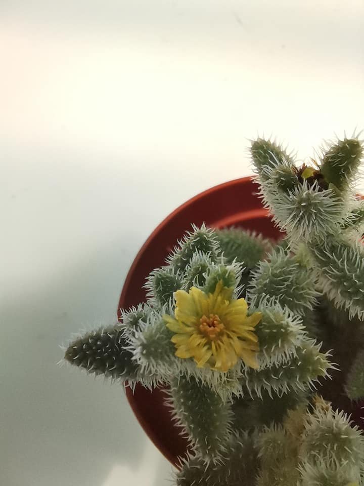 Delosperma Echinatum