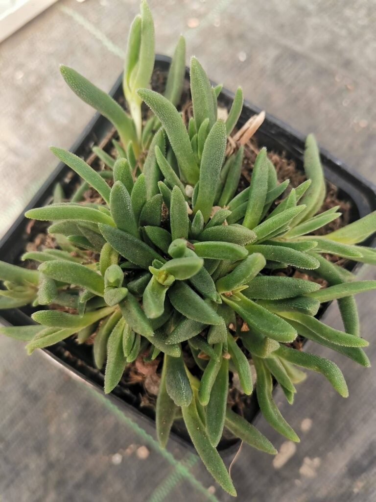 Delosperma Lesotho Pink