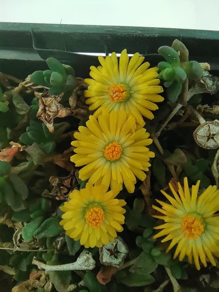 Delosperma Nubigenum