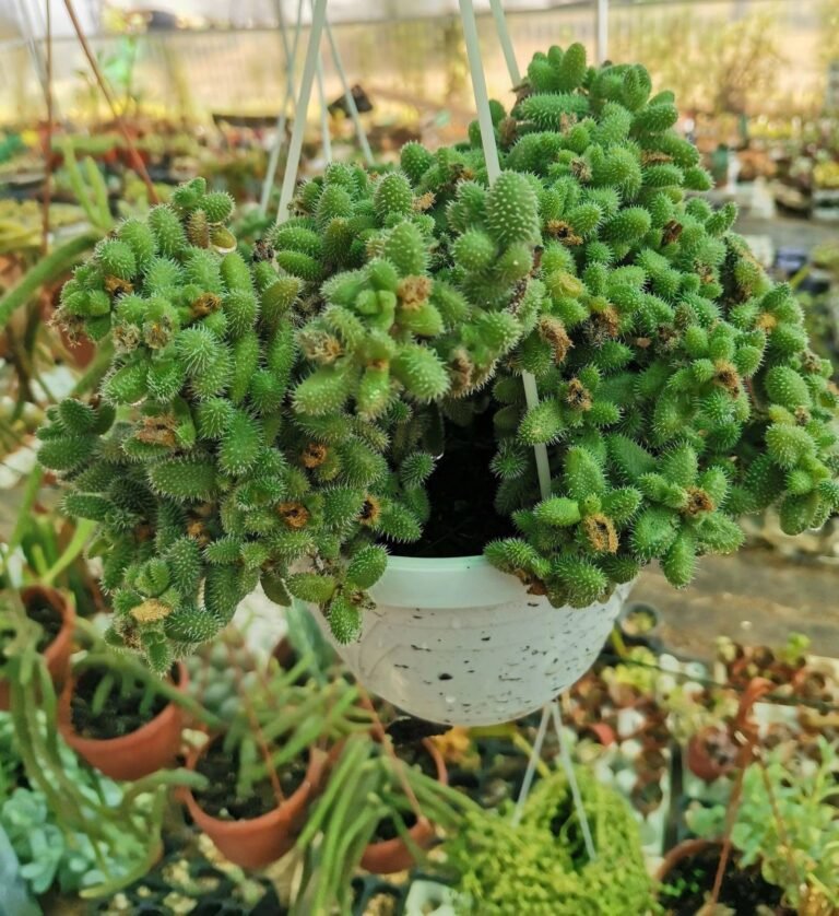 Delosperma Echinatum