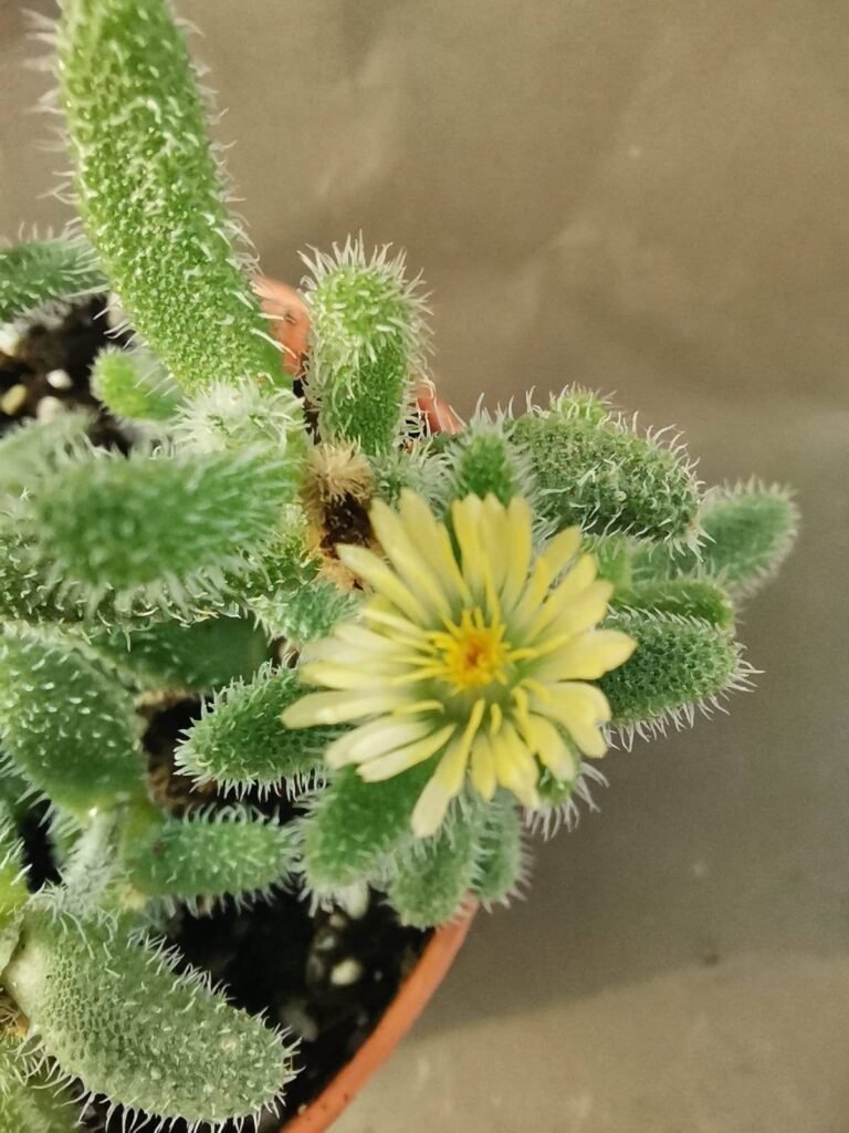 Delosperma Echinatum