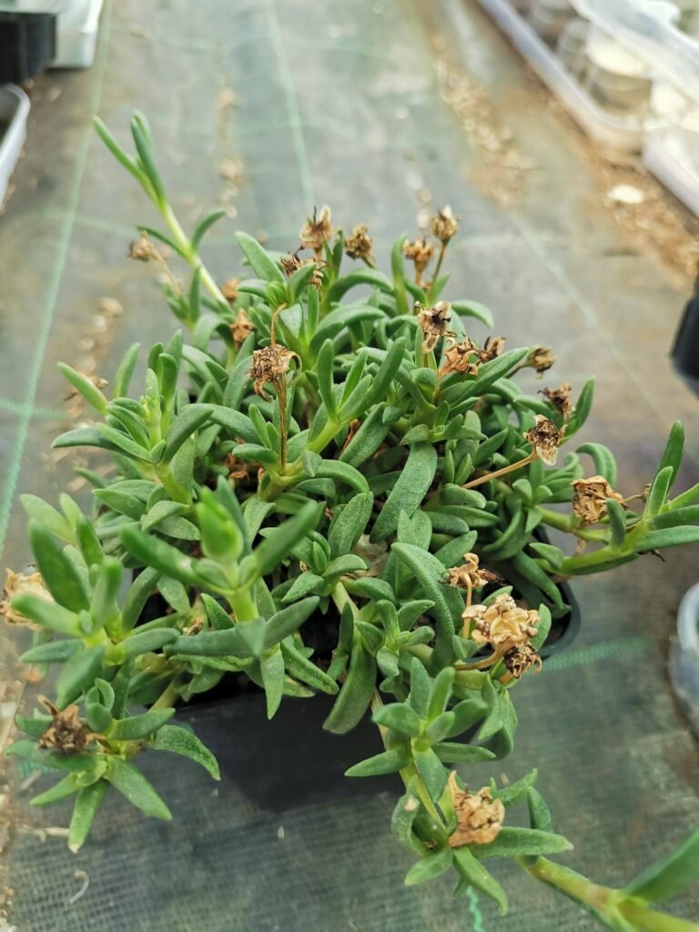 Delosperma Indian Summer