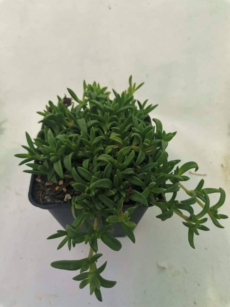 Delosperma New Fire