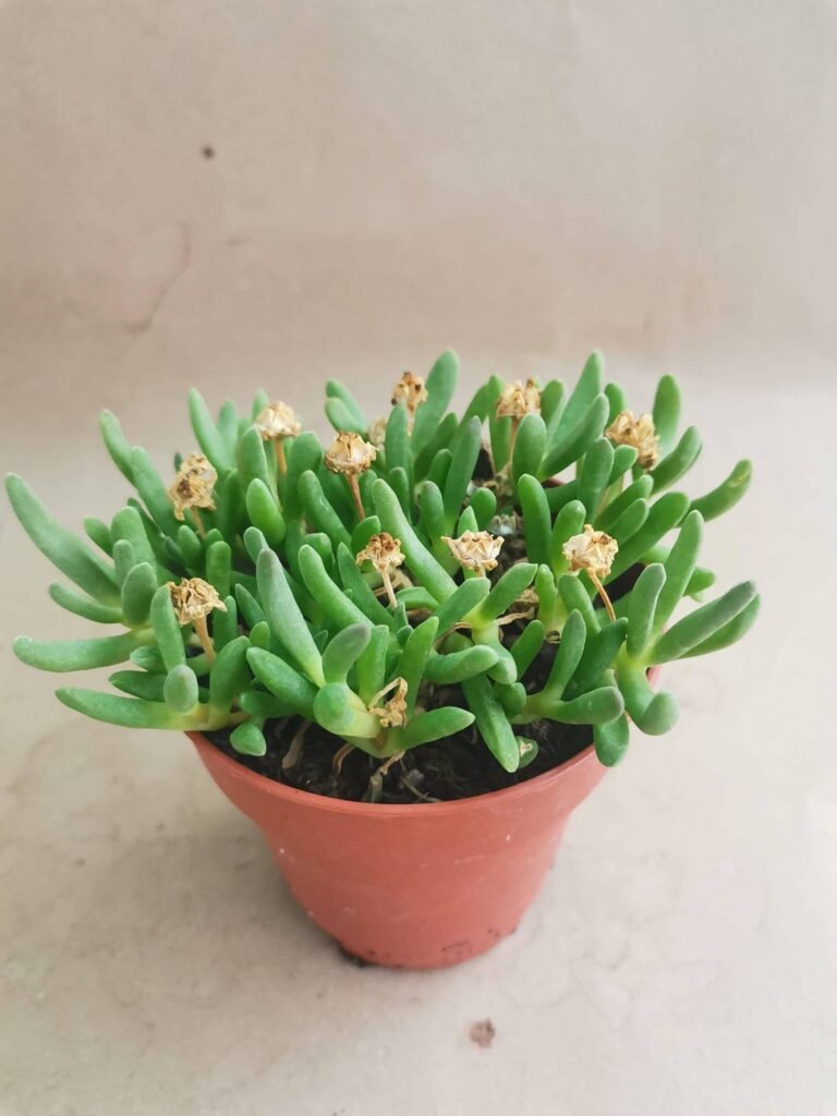 Delosperma Sp