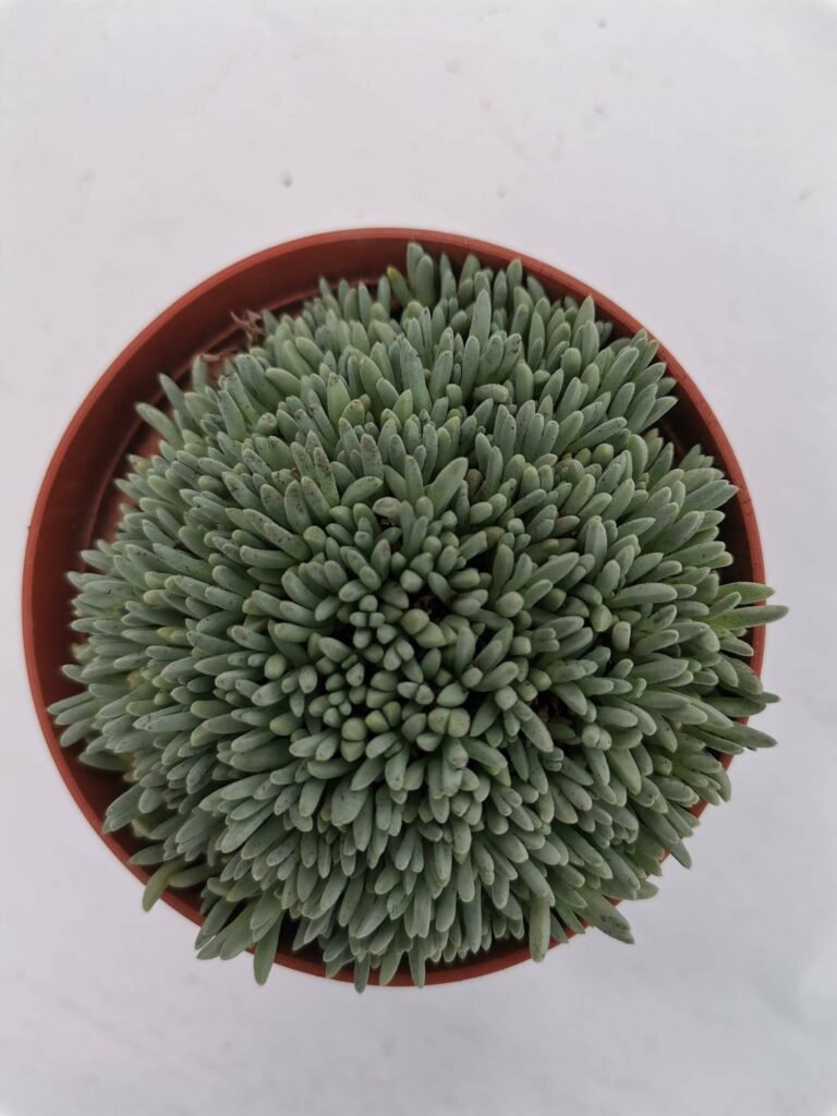Delosperma Sphalmenthoides