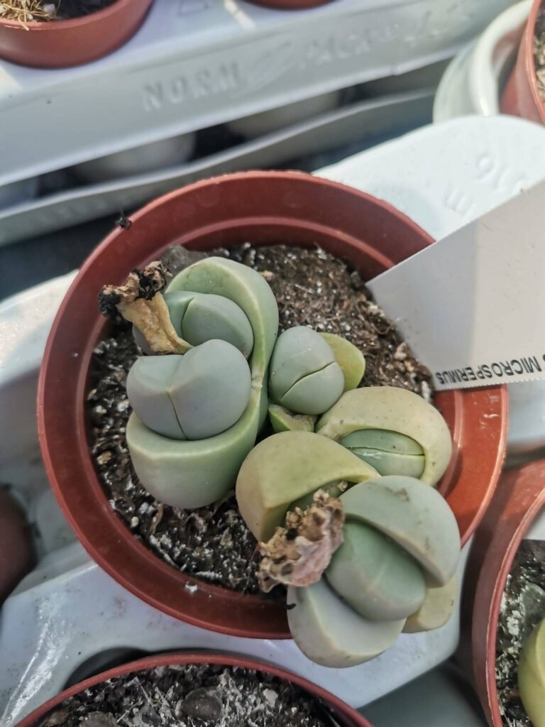 Dinteranthus Microspermus
