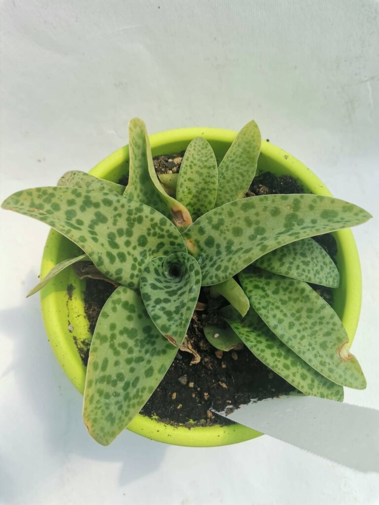 Drimiopsis Purpurea