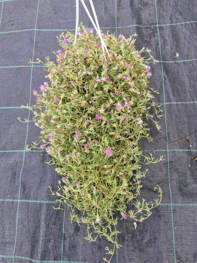 Drosanthemum Hispidum o Barba di giove