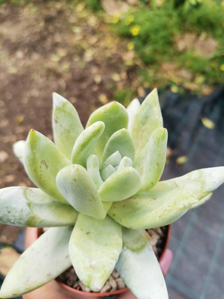 Dudleya Pachyphytum
