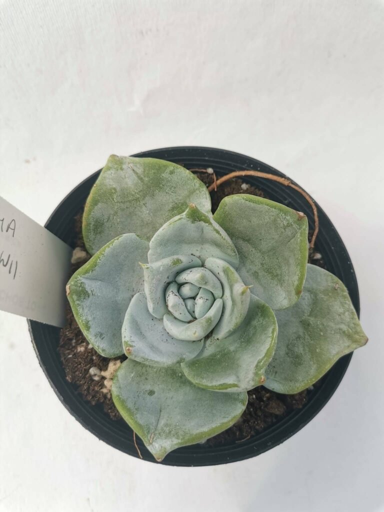Dudleya Brittonii