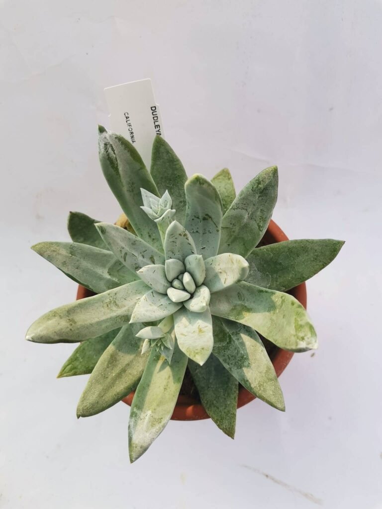 Dudleya Farinosa