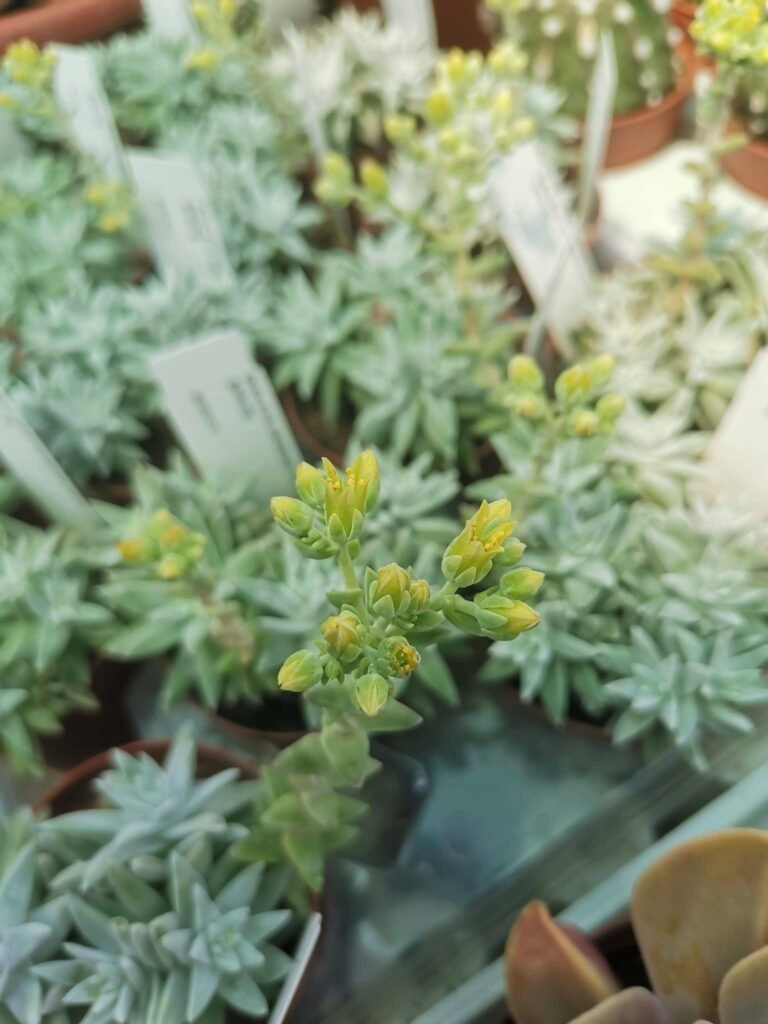 Dudleya Greenei cv White Sprite