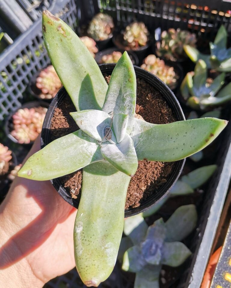Dudleya Pulverulenta x Brittonii