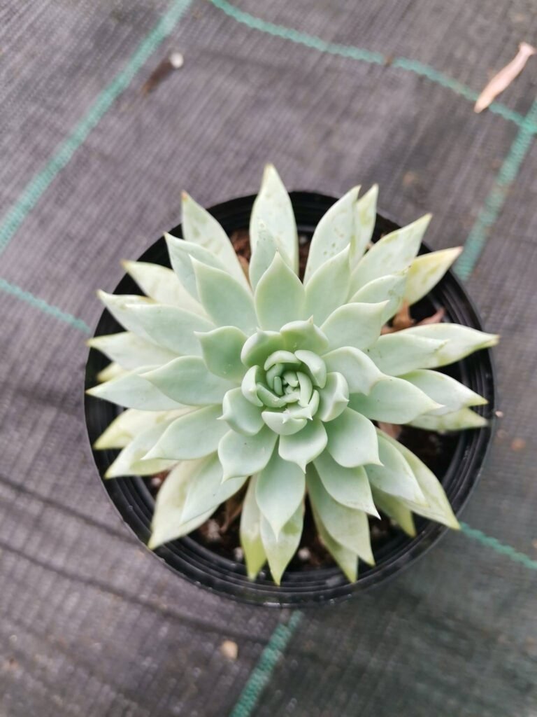 Dudleya Sp