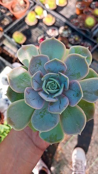 Echeveria Angel kissed