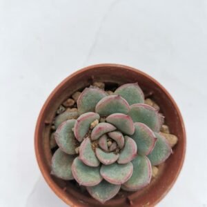 Echeveria Apus