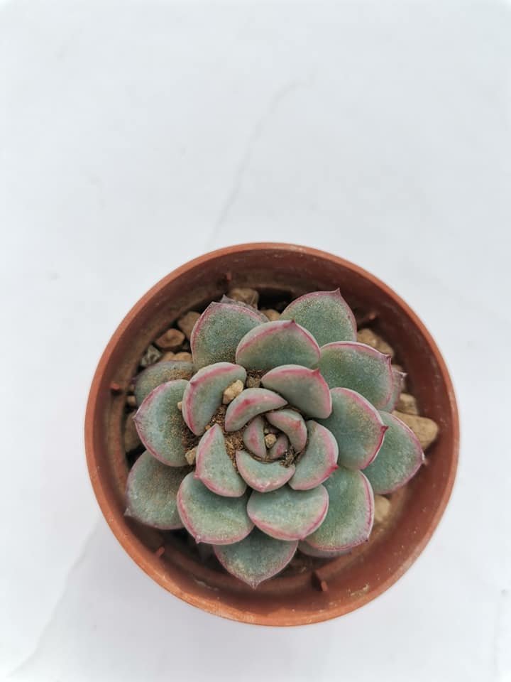 Echeveria Apus