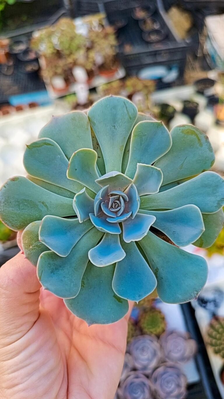 Echeveria Blue