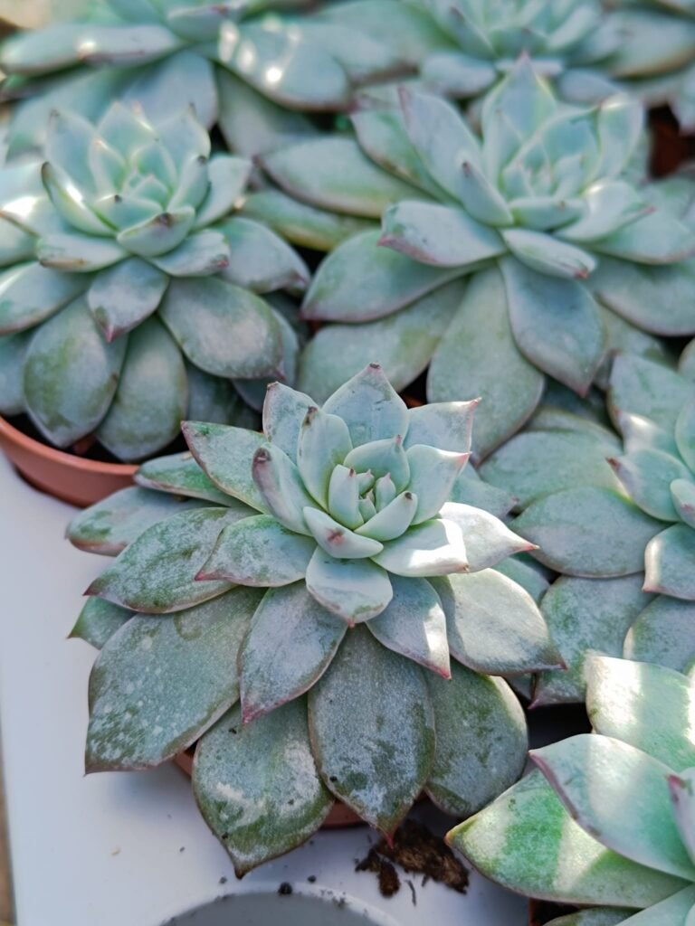 Echeveria Blue Bird
