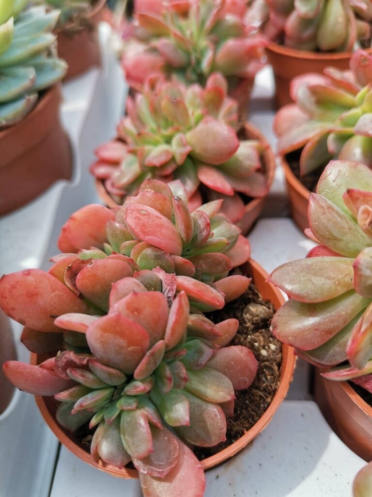 Echeveria Briar Rose Crestata