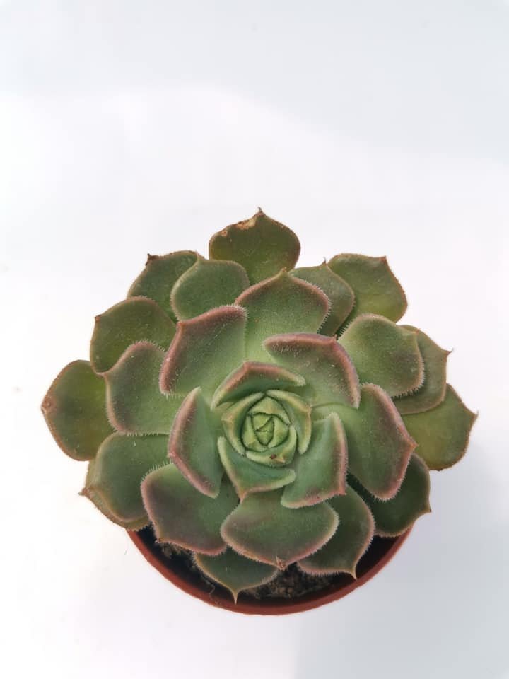Echeveria Brown Rose