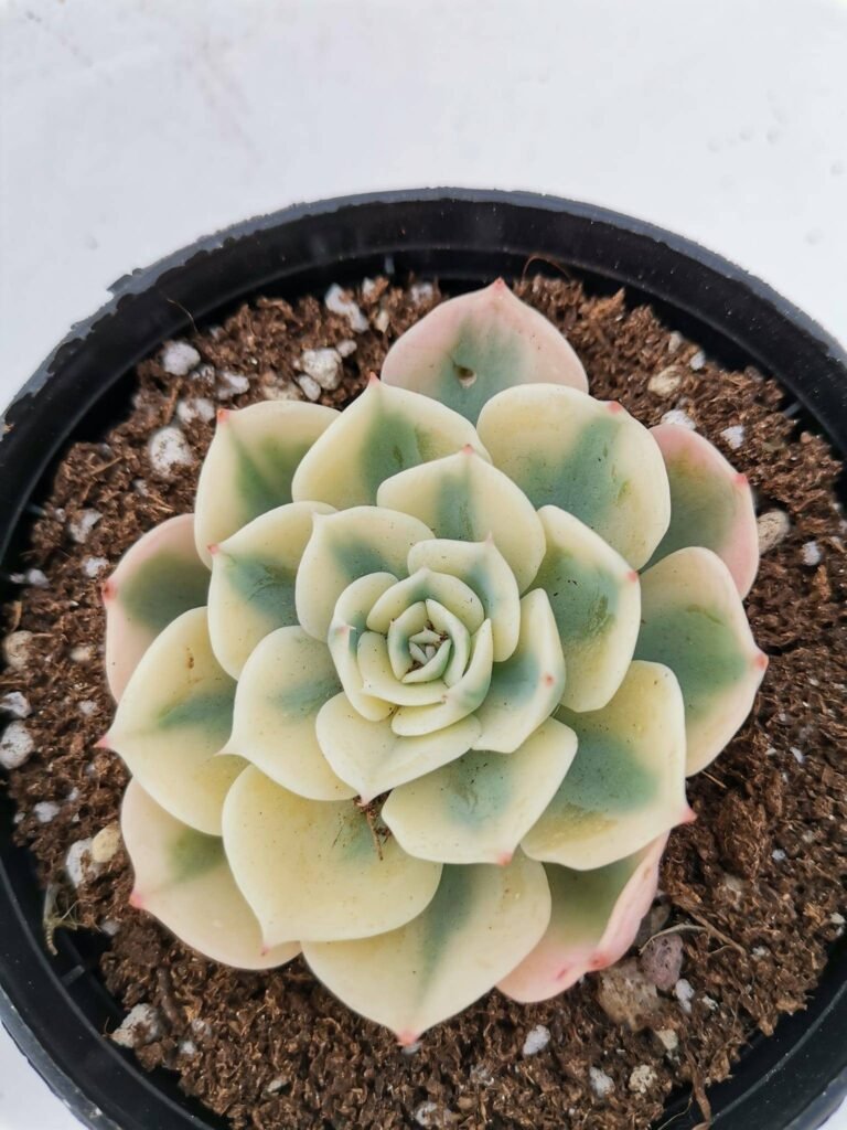 Echeveria Campton Crousel Variegata