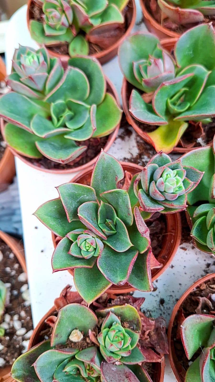 Echeveria Candy