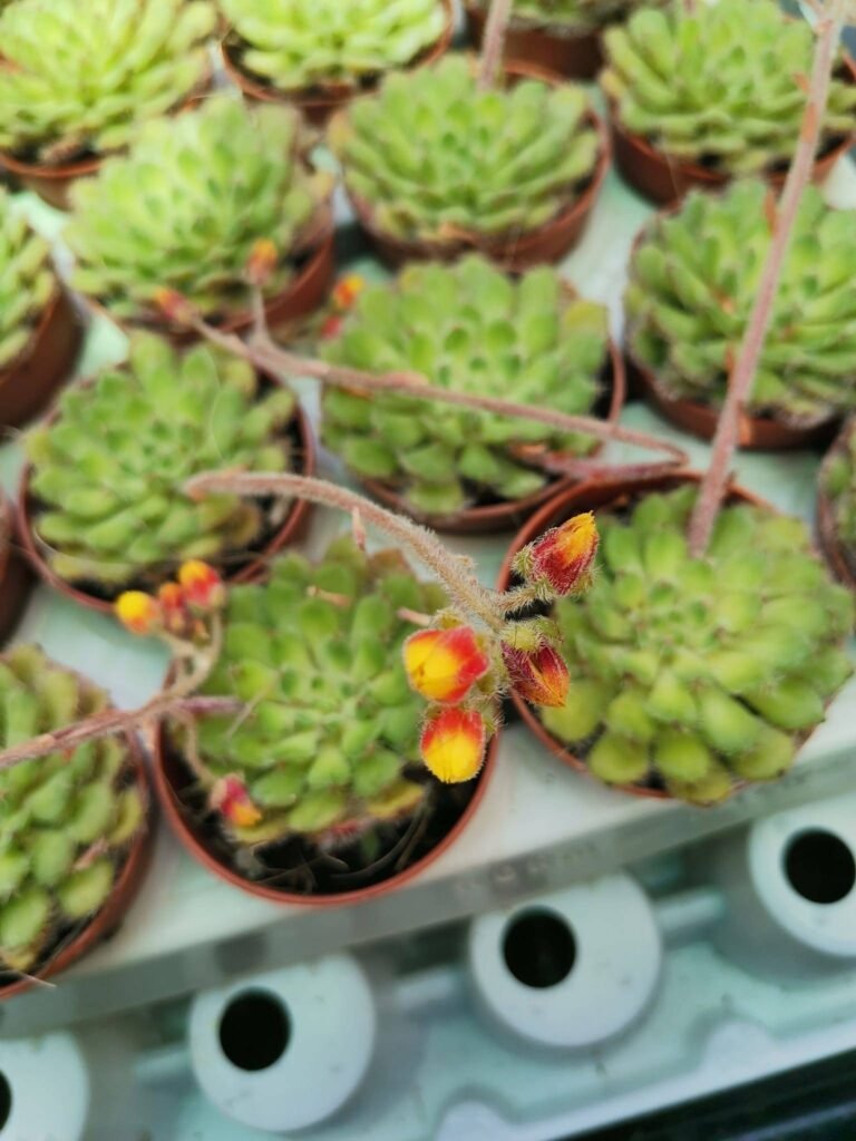 Echeveria Carol