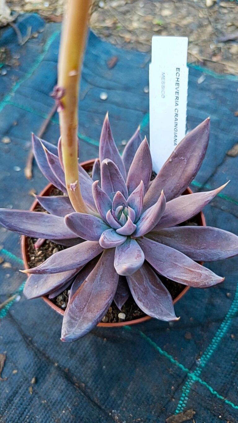 Echeveria Craingiana