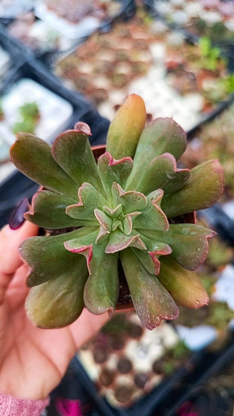 Echeveria Diablo Strength