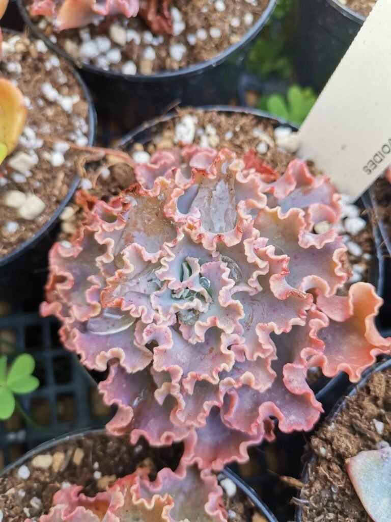 Echeveria Dorothy