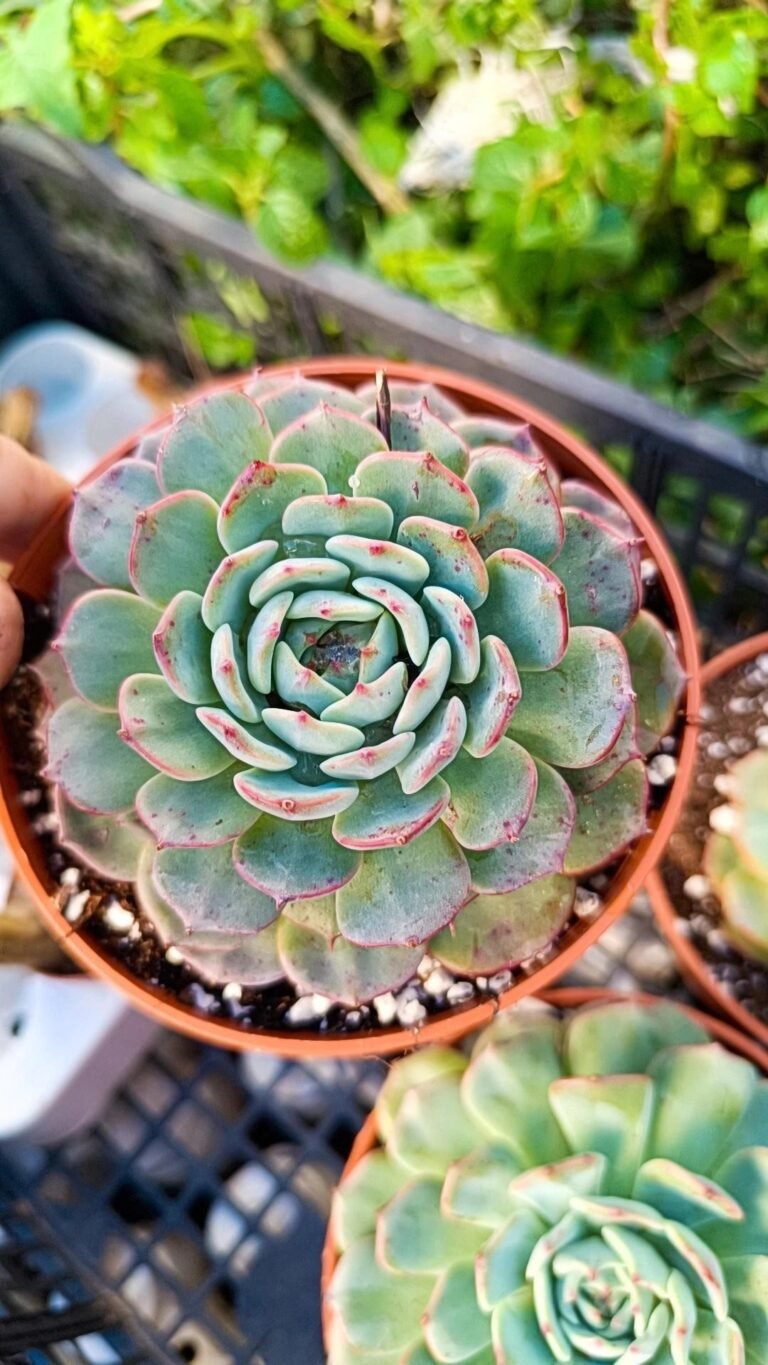 Echeveria El encino