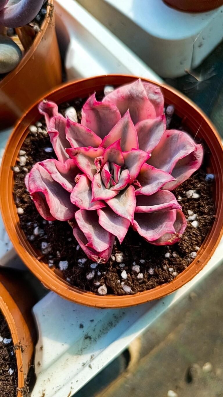 Echeveria Esther Variegata Korean