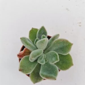 Echeveria Frosty