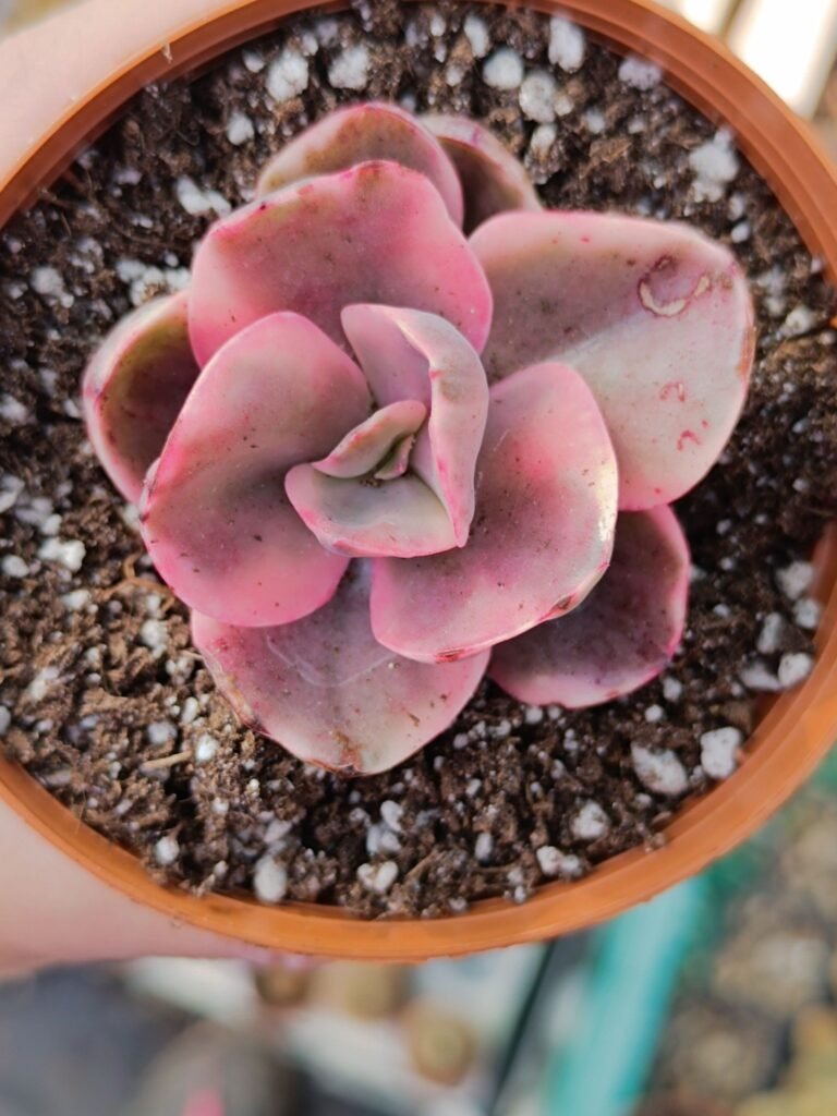 Echeveria Golden State Variegata