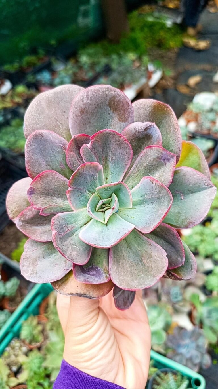 Echeveria Green Pacific